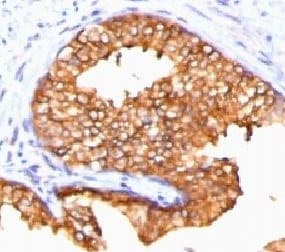 ODC1 / Ornithine Decarboxylase Antibody (clone ORN255-1)