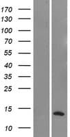 NMS Protein (Over-Expression Lysate Myc-DDK (Flag))