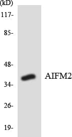 Polyclonal Rabbit anti-Human AMID / AIFM2 Antibody (aa114-163, WB)