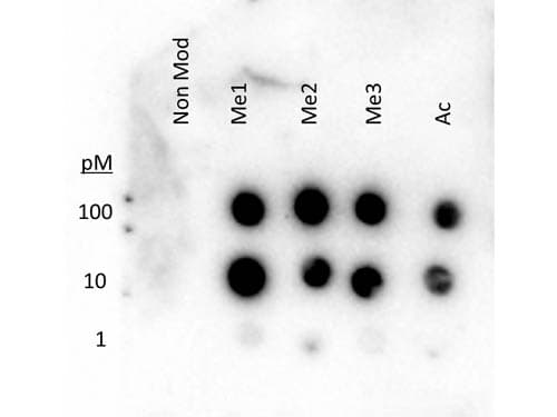 Polyclonal Rabbit anti-Human Histone H3 Antibody (WB)