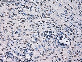 Monoclonal Mouse anti-Human ID3 Antibody (clone OTI8B3, IHC, IF, WB)