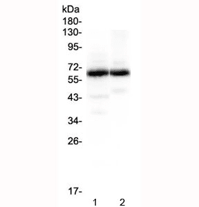 Polyclonal Rabbit anti-Human SYT1 / Synaptotagmin Antibody (IHC, WB)