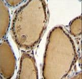 Polyclonal Rabbit anti-Human PPP1R21 / KLRAQ1 Antibody (aa207-236, IHC, WB)
