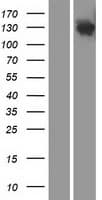 DHX29 Protein (Over-Expression Lysate Myc-DDK (Flag))