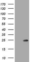 TCL / RHOJ Antibody (clone OTI1A9, Carrier-free)