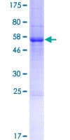 Human RTBDN / Retbindin Protein (Recombinant GST)