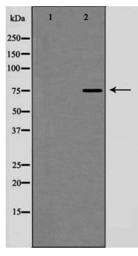 Polyclonal Rabbit anti-Human MRE11A / MRE11 Antibody (WB)