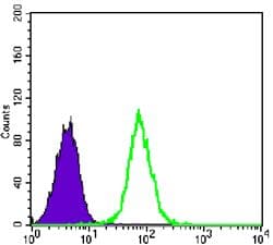 GYS1 / Glycogen Synthase Antibody (clone 3A7)