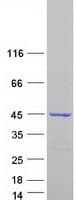 Human OSCP1 / NOR1 Protein (Recombinant Myc-DDK (Flag))