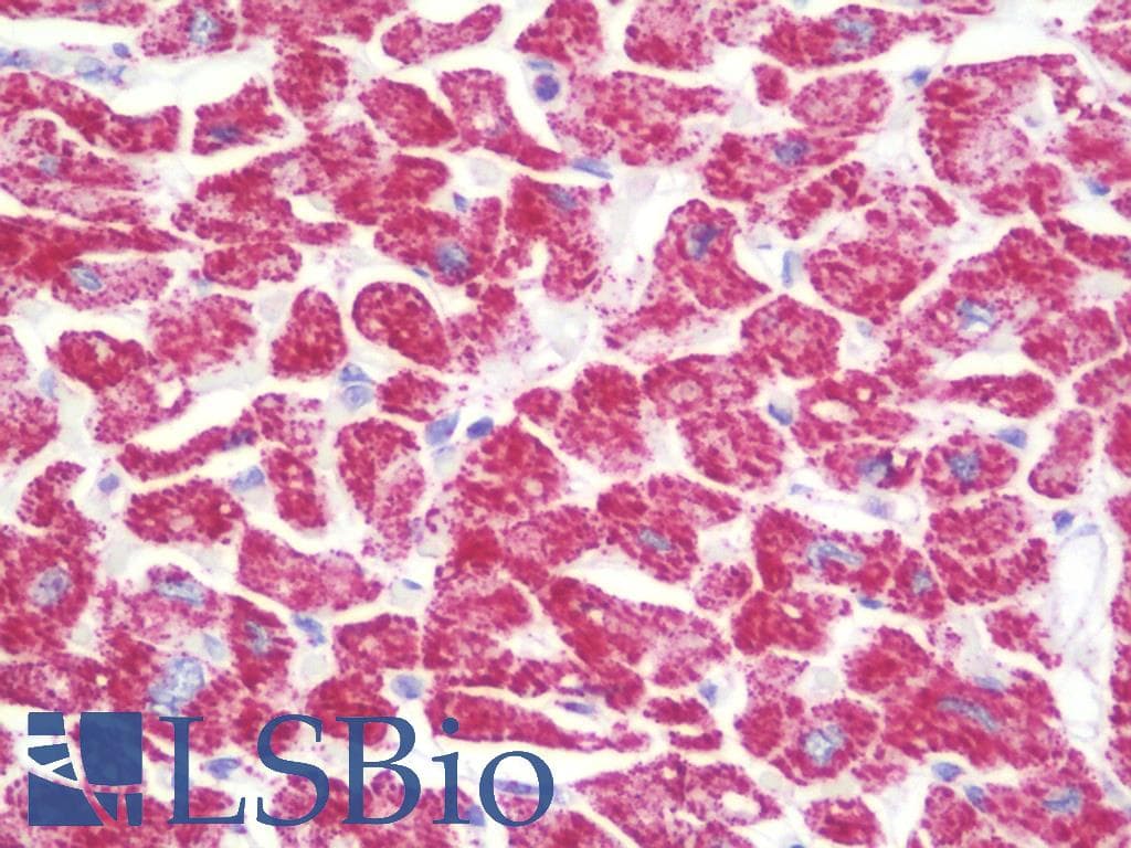 IHC-plus™ ATP5H Antibody (aa111-160)