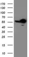 RBBP7 / RbAp46 Antibody (clone OTI4C9)