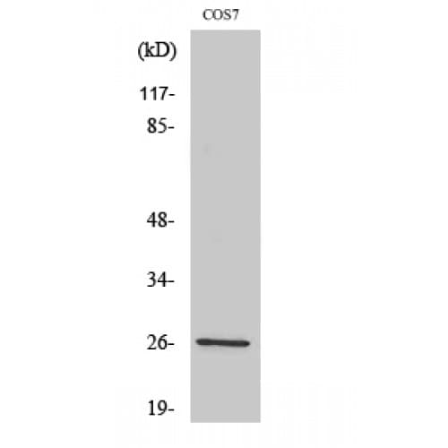 AQP2 / Aquaporin 2 Antibody (200-280 aa)
