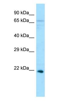 EFNA5 / Ephrin A5 Antibody (aa66-115)