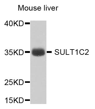 Polyclonal Rabbit anti-Human SULT1C2 / Sulfotransferase 1C2 Antibody (WB)