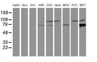 CAPN9 / Calpain 9 Antibody (clone OTI3G10, Carrier-free)