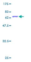 Human MRPL4 / MRP-L4 Protein (Recombinant GST)