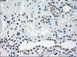 Monoclonal Mouse anti-Human PRKY Antibody (clone OTI4G7, Carrier-free, IHC, IF, WB)