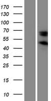Human SERPINE3 Protein (Over-Expression Lysate Myc-DDK (Flag))