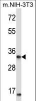 XPA Antibody (aa185-213)