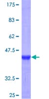 Human SEMA4G / Semaphorin 4G Protein (Recombinant GST)
