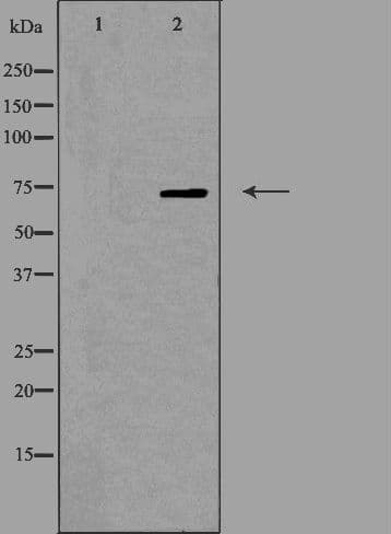 OLFML2A Antibody