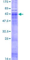 Human C5AR2 / GPR77 / C5L2 Protein (Recombinant GST)