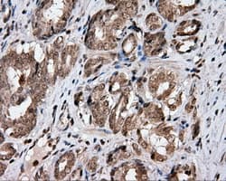 CISD1 Antibody (clone OTI3A1, Carrier-free)