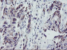 MRPS27 Antibody (aa151-414, clone OTI1A2)