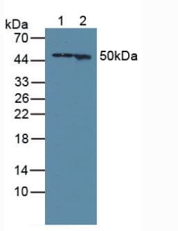 GFAP Antibody (aa254-374)
