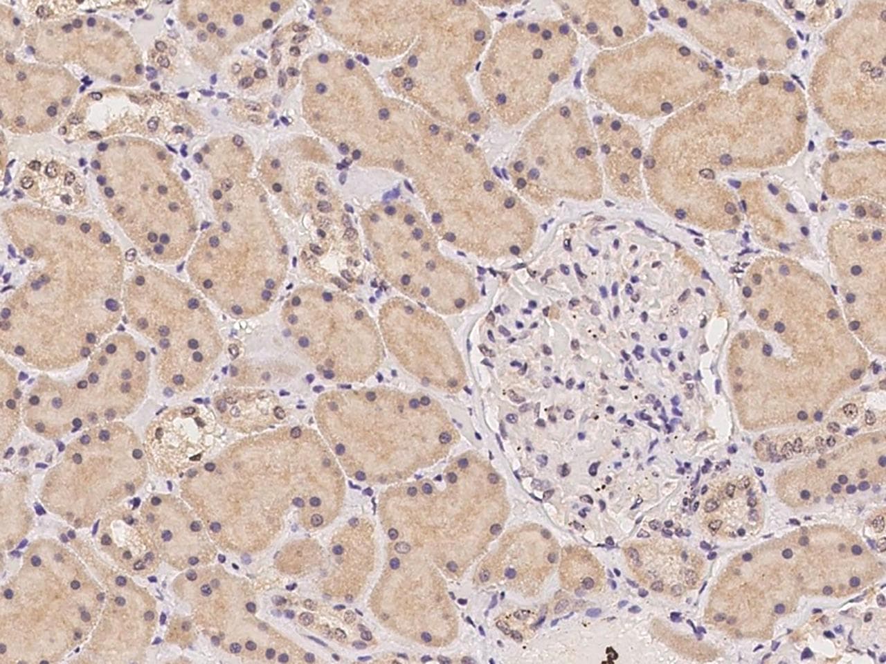 OPTC / Opticin Antibody