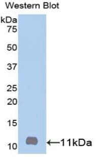 CCL19 / MIP3-Beta Antibody (aa22-98)