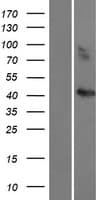CCBE1 Protein (Over-Expression Lysate Myc-DDK (Flag))