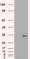 NEK6 Antibody (clone OTI8G5)