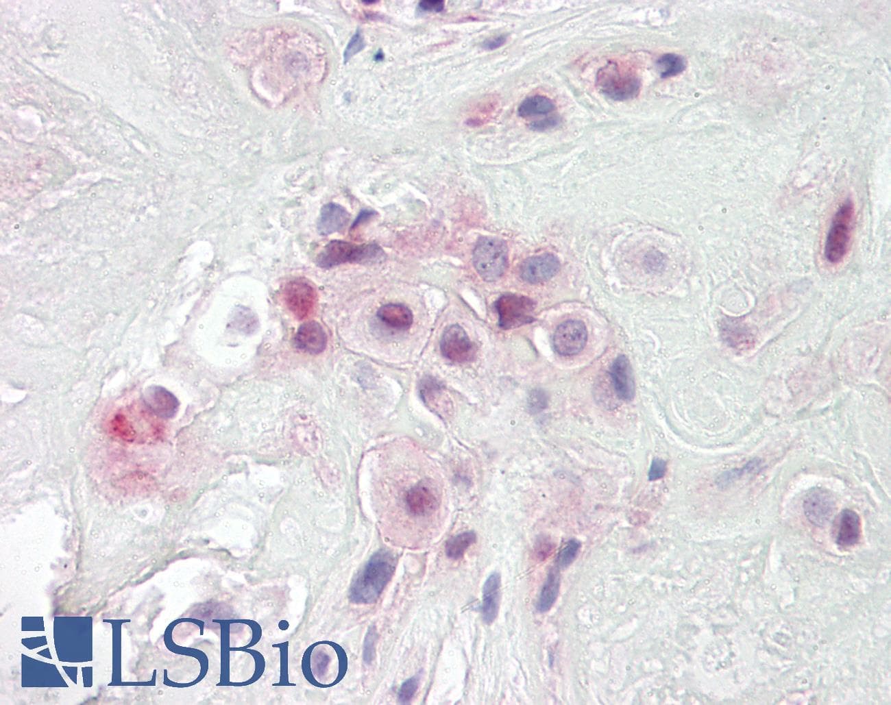 IHC-plus™ PON2 Antibody (aa93-103)