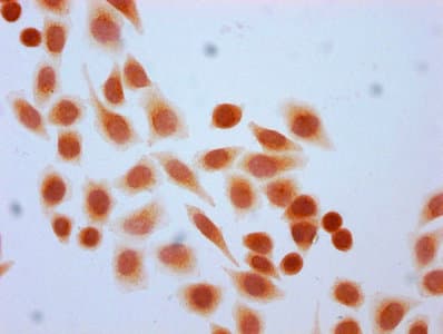 HIST1H4I Antibody