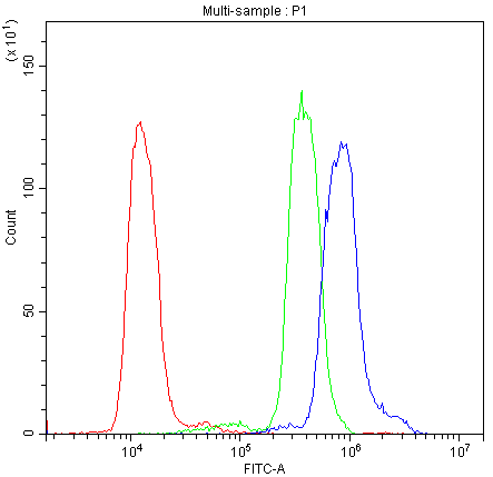 AIRE Antibody