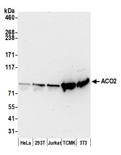 ACO2 / Aconitase 2 Antibody (aa650-700)