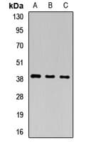 PEG1 / MEST Antibody