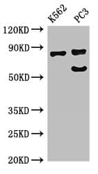 SP110 Antibody