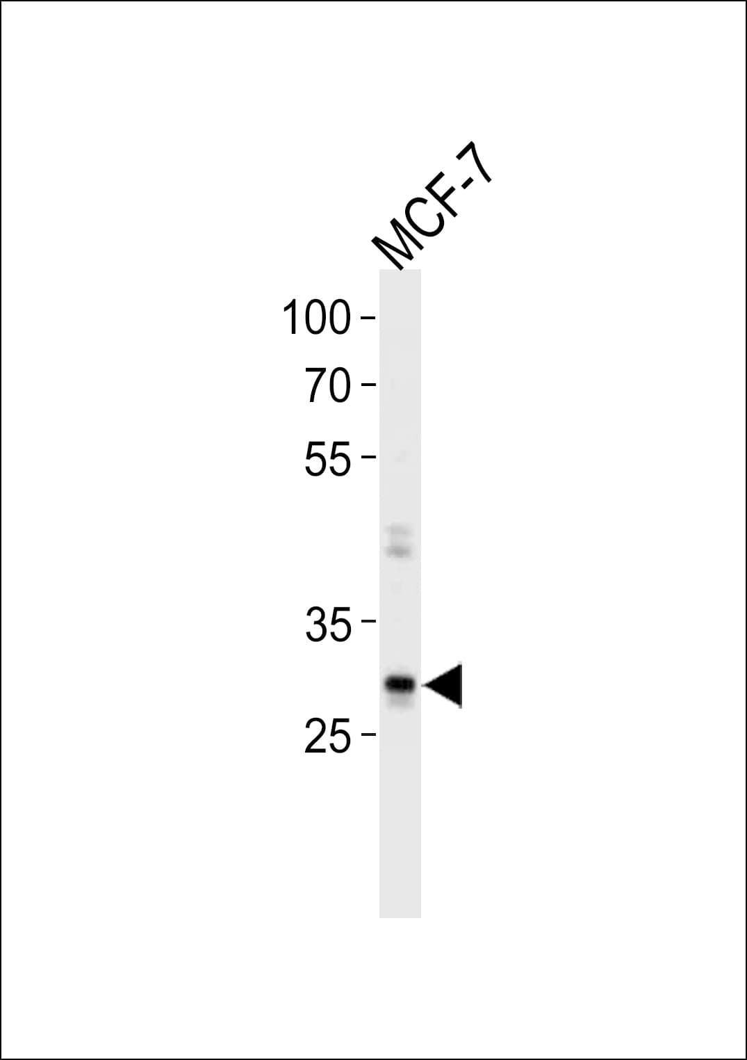 PathPlus™ NANOG Antibody (aa94-123)