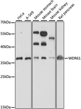 WDR61 Antibody