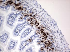 Monoclonal Mouse BrdU Antibody (clone 1D7, IHC, IF)