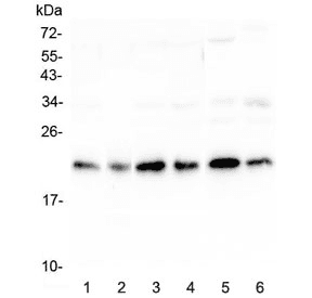 PEBP1 / RKIP Antibody