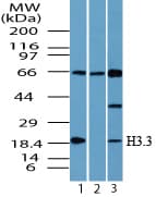 IHC-plus™ Polyclonal Rabbit anti-Human Histone H3.3 Antibody (aa100-150, IHC, WB)