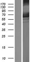 PRKAA1 / AMPK Alpha 1 Protein (Over-Expression Lysate Myc-DDK (Flag))