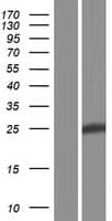 PID1 Protein (Over-Expression Lysate Myc-DDK (Flag))
