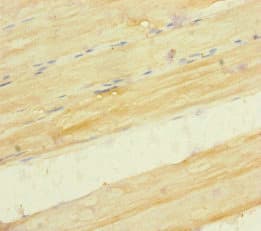 SERPINB6 / PI-6 Antibody