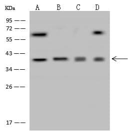 BTLA / CD272 Antibody