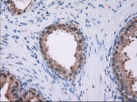 Monoclonal Mouse anti-Human SORD / Sorbitol Dehydrogenase Antibody (clone OTI9E7, IHC, IF, WB)