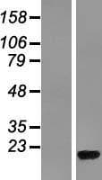 RPL36A / Ribosomal Protein L36 (Over-Expression Lysate Myc-DDK (Flag))